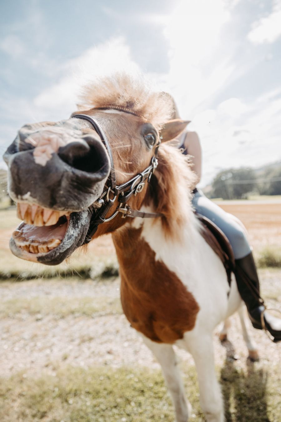 Therapeutisches Reiten im Taunus bei Patricia Backhus, Dipl. Psych. Reittherapeutin SG-TR